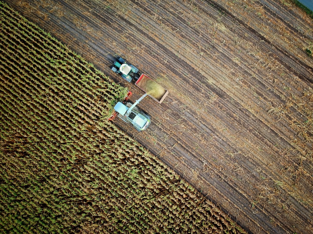 Producteur dans son champ en train de récolter des légumes